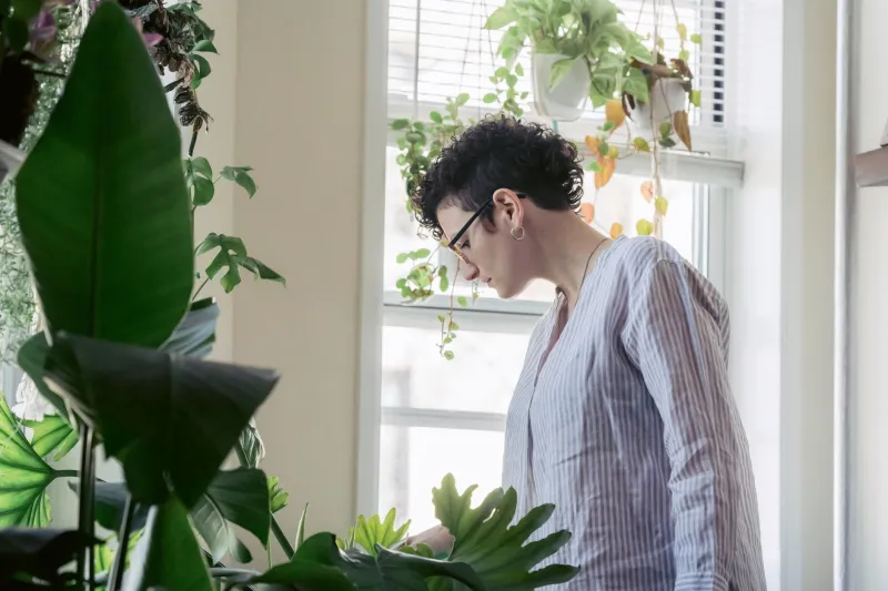 Leaves, Names, and Quiet Rituals: Why Americans Are Falling Hard for Their Houseplants